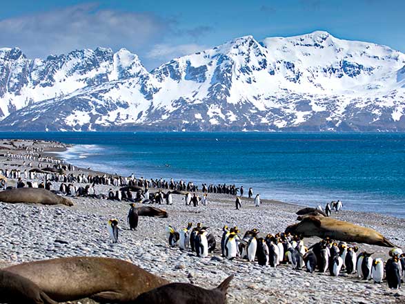 Croisi&egrave;re South Georgia Island